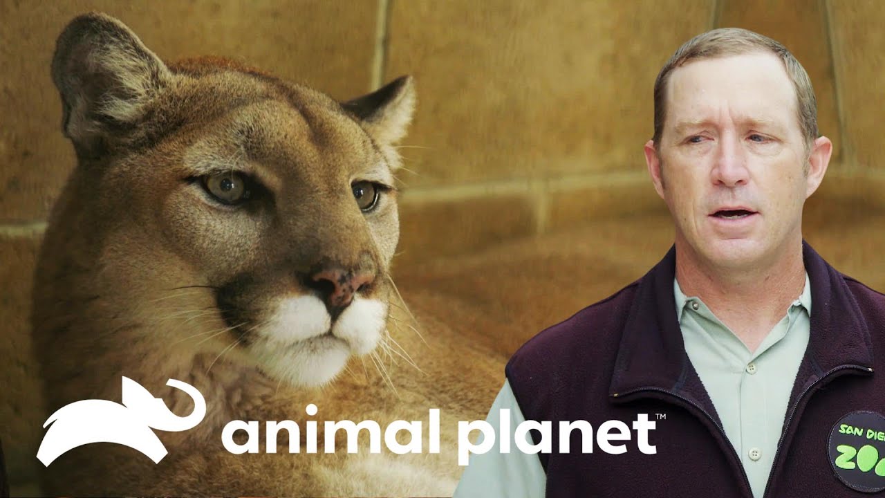 Resgate de dois filhotes de puma | O Zoológico de San Diego | Animal Planet Brasil