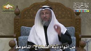 2365 - من أنواع ديّة الشجاج - المأمومة - عثمان الخميس