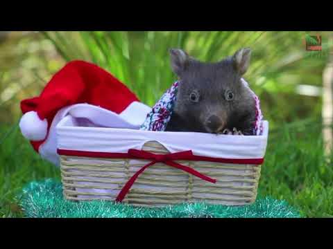 オーストラリアの動物の赤ちゃんがお祭り気分に浸る (Australian baby animals get into the festive spirit)