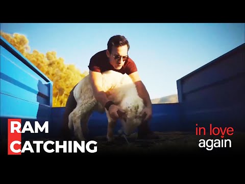 Fatih's Ram Fight - In Love Again