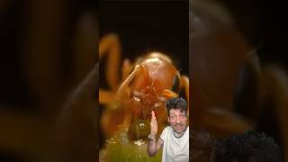 Download lagu The Acacia Tree is CRAZY mp3 Download lagu The Acacia Tree is CRAZY mp3