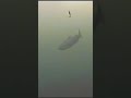 Video Thumbnail for Multiple Rainbow Trout (UNDERWATER)