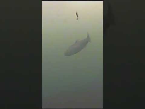 Multiple Rainbow Trout (UNDERWATER)