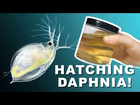 Daphnia Hatching Kit! | Aquatic Live Food