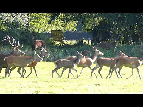 Brunft 2019 Hautnah erleben