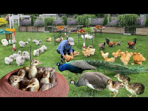 Essential Steps for Raising Organic Peafowl: Eggs to Adults + Abundant Garden Harvest & Preserving