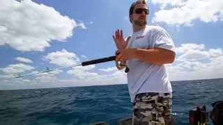 Fish Mavericks Catching bait