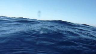 Humpback Whale Encounter