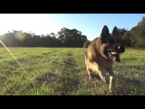 How To Tame a Wild Animal lag