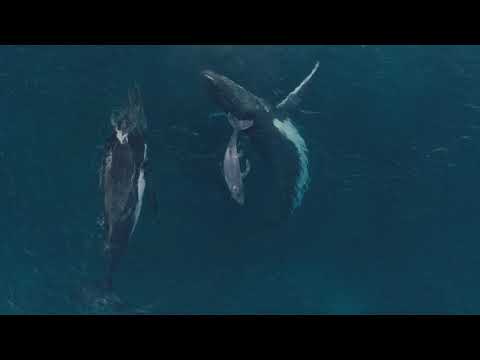 Whales of Tonga | DJI Phantom 4pro