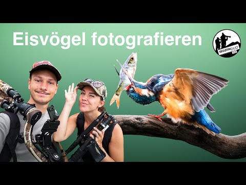 Photographing kingfishers - tips & tricks for your success with the flying gem
