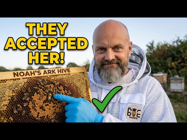 Judge.me YouTube video placeholder