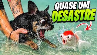 QUASE NOSSO PEIXE VIROU SASHIMI 😱