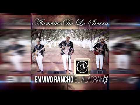 El Burrero Culon -  Los Alameños De La Sierra 2016 (Disco Album En Vivo 2016)