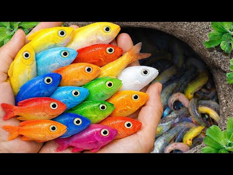 Catch Strange Freshwater Aquarium Fish in Garden, Baby Turtles, Bronze Guppy, Carp, Eels, Goldfish