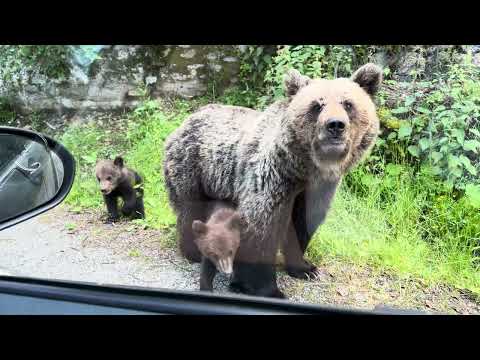 🐻 ❤️ Mother bear and babies on Transfagarasan, Romania. #bear #bears #cub #cubs #wild #animals