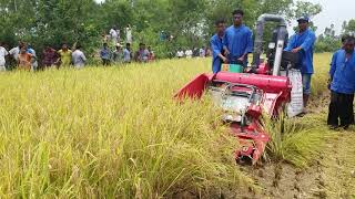রিপার দিয়ে শস্য কর্তণ