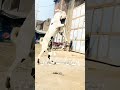 Bakra Ladai Madhubati Song