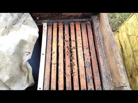 Пчеловодство. Начало зимовки. Состояние клуба отводках. #Зимовка_пчёл #Пчеловодство