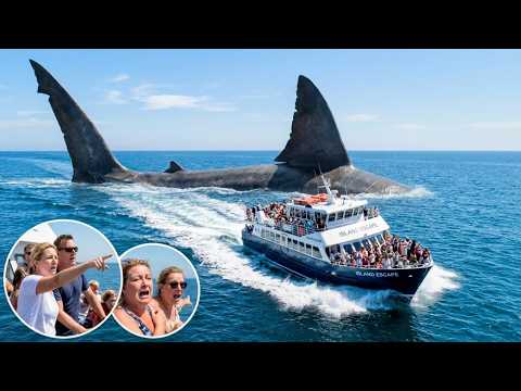 GIANT MEGALODON ATTACK ON MSC SEASCAPE: (Cruise ship Under Siege in Dubai)