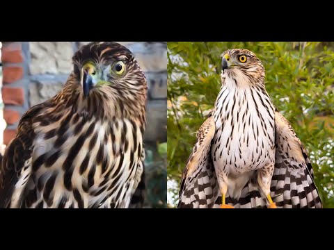 鷹狩り: クーパータカの比較