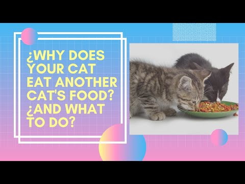 🐱 ¿Why Does Your CAT EAT ANOTHER CAT'S FOOD? 🍚 ¿And What To Do?