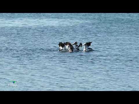 Pelicans Group Feeding