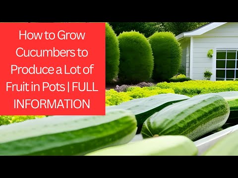 how to grow cucumbers for a bumper Harvest