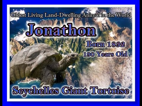 Oldest Living Land Animal-Jonathon the Tortoise-190 Years Old