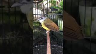 Download lagu Burung Merbah perut Kuning mp3