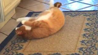 Mylo the Cat does a freakin barrel roll!