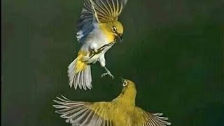 Download lagu Mengintip Aksi Burung Pleci Gacor Dan Ngriwik Di Alam Liar mp3 Download lagu Mengintip Aksi Burung Pleci Gacor Dan Ngriwik Di Alam Liar mp3