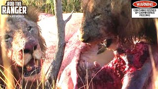Mapogo Male Lions Eating A Freshly caught HIPPO!