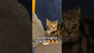 #cat #cute #catvideo #cutecat #funnyvideo #funny