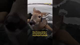 Տղամարդը փրկել է սառցակալած լճում հայտնված եղնիկին։