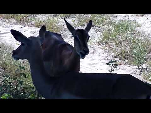 Djuma: Warthogs and Baboons and then Impalas - 14:56 - 01/24/2023