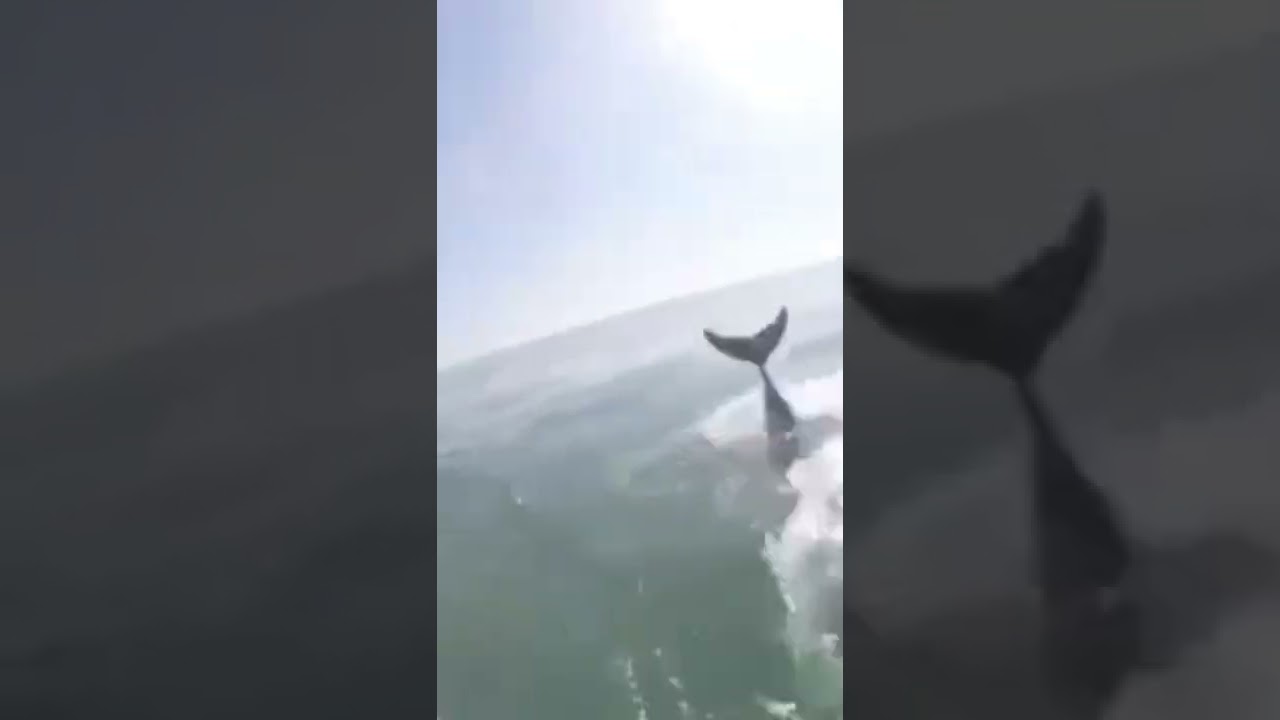 Surf Ski paddler and Air Dolphin