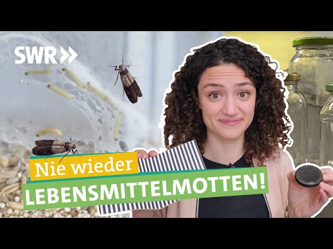 In fünf Schritten erfolgreich Lebensmittelmotten bekämpfen I Ökochecker SWR