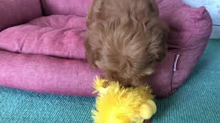 ハーフ犬の動画01