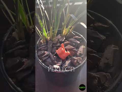 The Hand Black Plants Black Mondo Grass