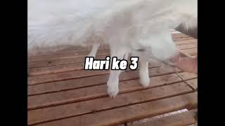 Download lagu Proses persalinan dan perkembangan anak kambing yang bernama Noval dan Naila🤗😘 mp3 Download lagu Proses persalinan dan perkembangan anak kambing yang bernama Noval dan Naila🤗😘 mp3