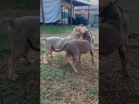 Daddy daughter inbreeding omg noooo? 😩💔😕 #nbf #nbfkennel #puppiesforsale #pitbull #puppy #dog #xl