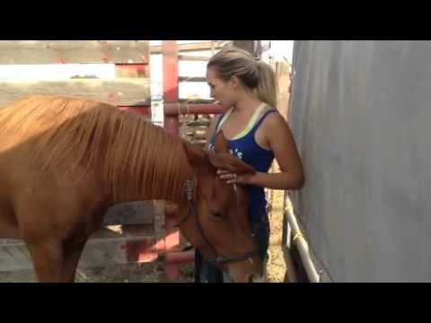 2-3 yr old Arab cross interview