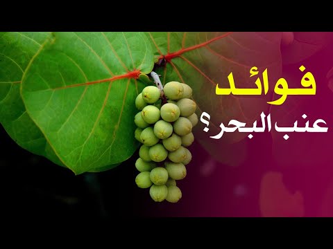 ما هي فوائد عنب البحر ؟