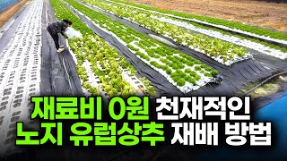 재료비 0원으로 노지 유럽상추 키우는 천재적인 방법 ㅣ 로메인 상추 ㅣ 업사이클 농업