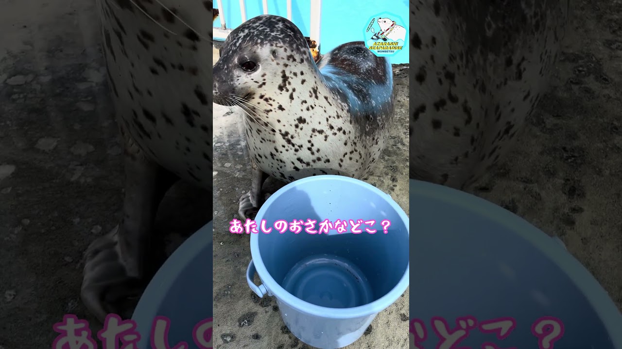 そのバケツ🪣は？？#アザラシシーパラダイス#オホーツクとっかりセンター#ゴマフアザラシ#seal #animals #癒し