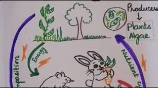 EVS | GE8291 | GE6351 | HS1201 | Energy Flow in Ecosystem