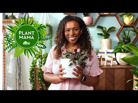 Easy Plant Care and Propagating Tips | Plant Mama