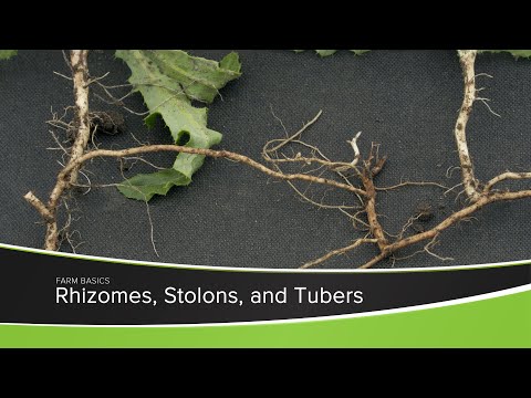 Rhizomes, Stolons, and Tubers