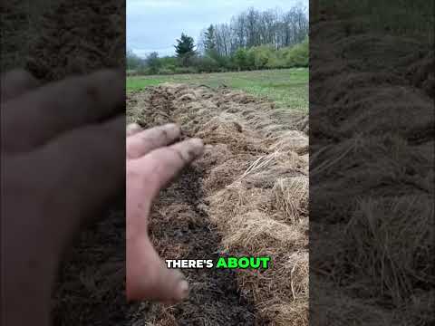 Gardening Secrets: Ancient Potatoes & Deep Mulch Beds Revealed! #permaculture #gardening